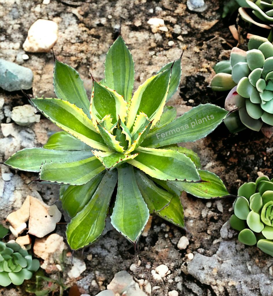 Agave 'Kissho Kan Marginata' (Lucky Crown Century Plant)