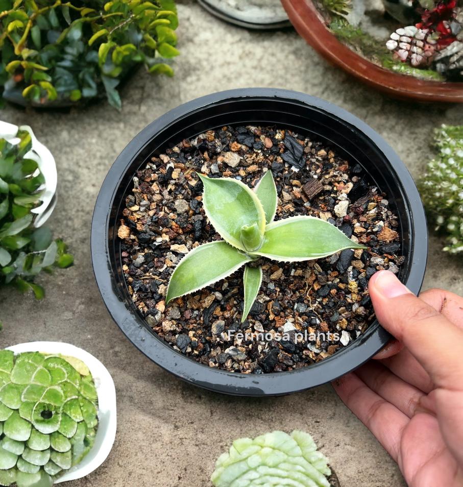 Agave 'Kissho Kan Marginata' (Lucky Crown Century Plant)