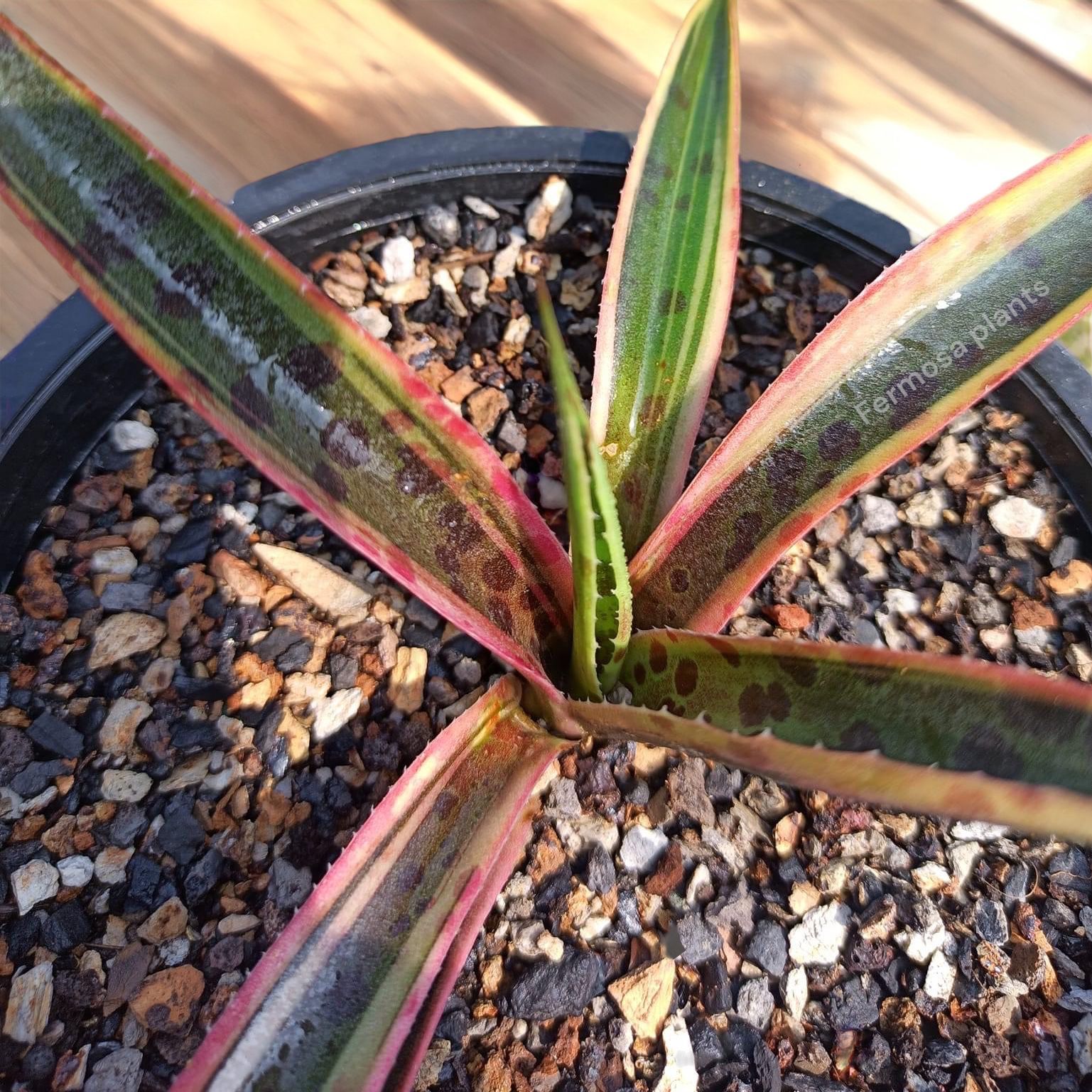 Agave 'Kliedioscope' (Mangave 'Kliedioscope')