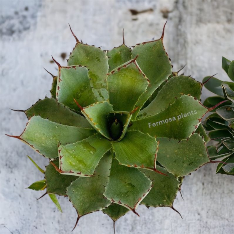 Agave Potatorum