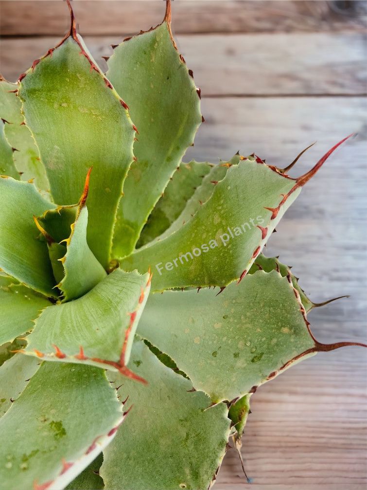 Agave Potatorum