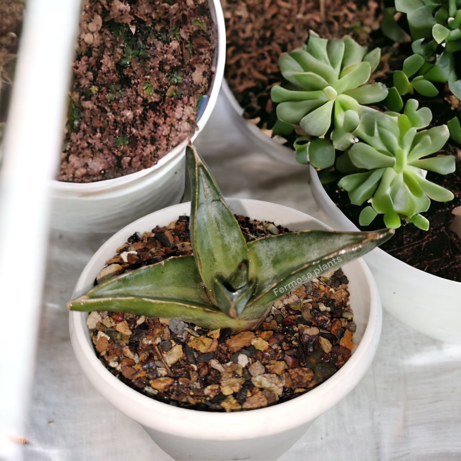 Agave Pumila