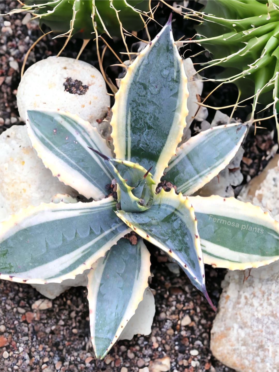 Agave 'Ripple Effect'
