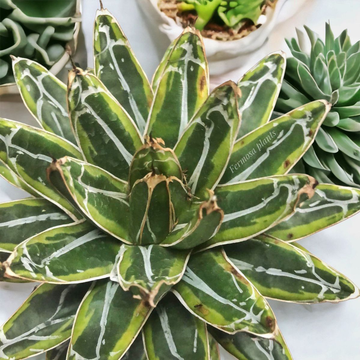 Agave AVR ‘Ring of Gold’