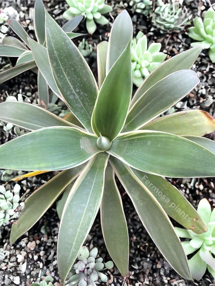 Agave attenuata 'Ray of Light' (Variegated Fox Tail Agave)
