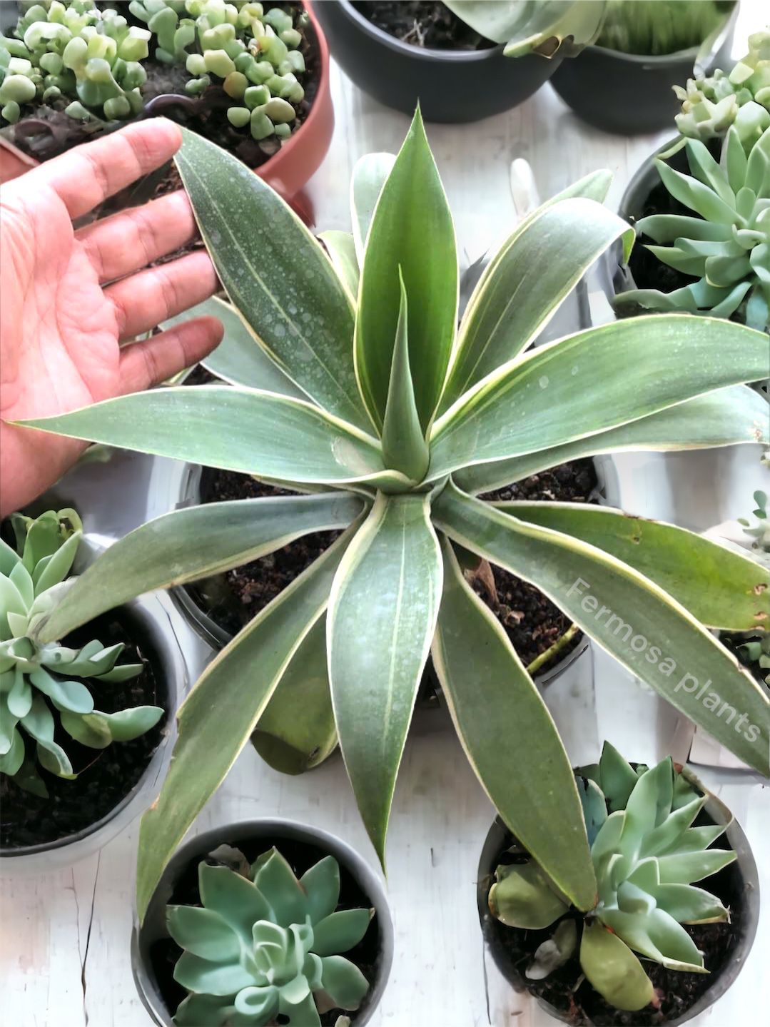 Agave attenuata 'Ray of Light' (Variegated Fox Tail Agave)